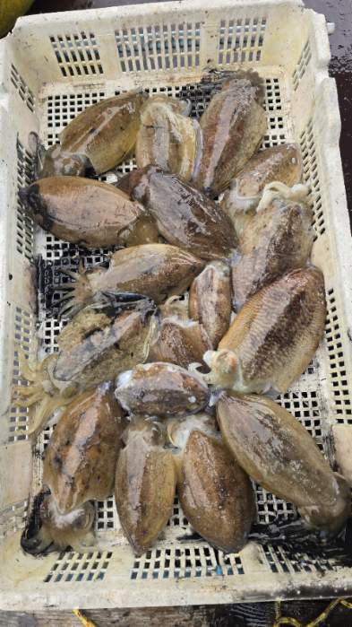 d131a651c3d5f35749813843629f1fab_1761782847_4153.jpg d131a651c3d5f35749813843629f1fab_1761782847_4153.jpg